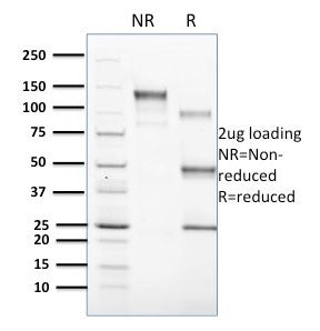 CD1c Antibody