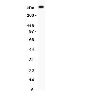 Western blot testing of von Willebrand Factor antibody and mouse lung tissue. Predicted molecular we