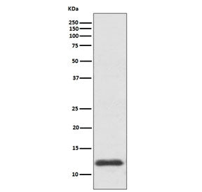 Thioredoxin Antibody