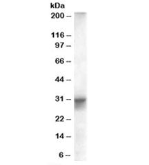 Western blot testing of human heart lysate with FHL1 antibody at 0.01ug/ml. Predicted/observed molec