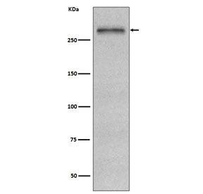 FN1 Antibody / Fibronectin