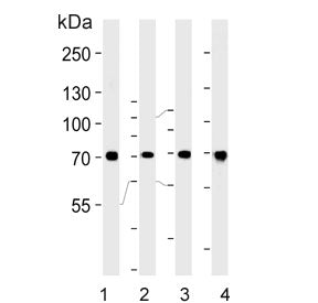 HSC70 Antibody / HSPA8
