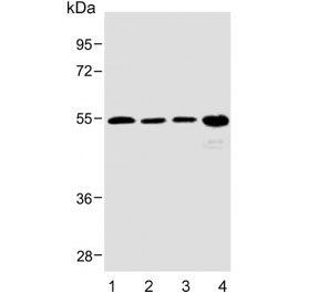 SPNS2 Antibody / Protein spinster homolog 2