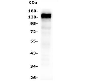 CD22 Antibody