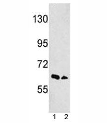 EphA3 Antibody