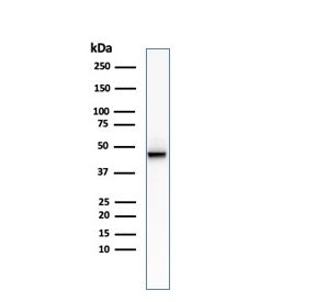 KRT8 Antibody / Cytokeratin 8