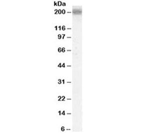 LRP4 Antibody