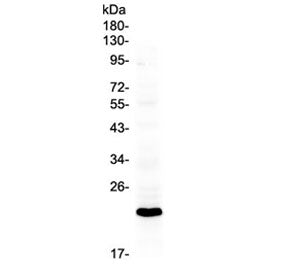 Bid Antibody