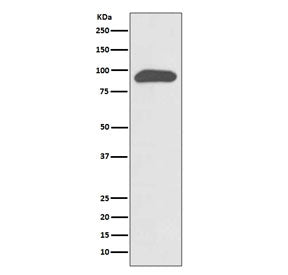 Chromogranin A Antibody