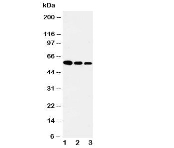 Fetuin-A Antibody