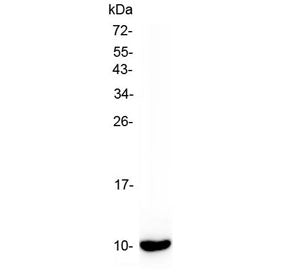 Uteroglobin Antibody / Scgb1a1