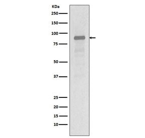 Hsp90 alpha Antibody / HSP90AA1