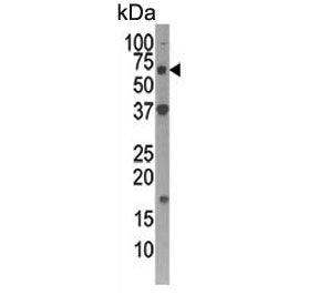 ATG4D Antibody