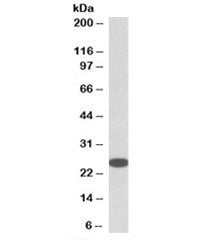 RANBP1 Antibody