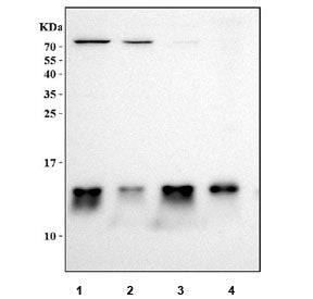 MIF Antibody