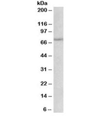 NGFR Antibody
