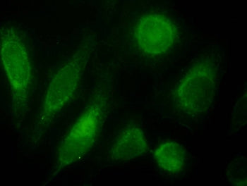 ODZ3 Antibody