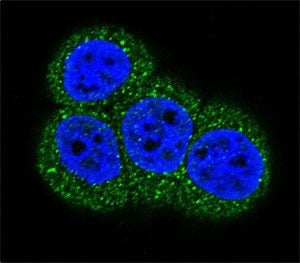 Confocal immunofluorescent analysis of ACTC1 antibody with HeLa cells followed by Alexa Fluor 488-co