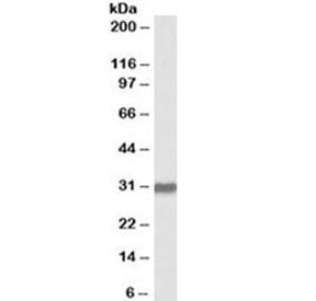 Western blot testing of human placenta lysate with OCT4 antibody at 2ug/ml. Predicted molecular weig