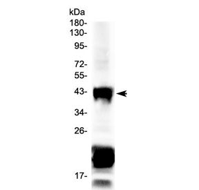 CHX10 Antibody / VSX2