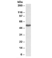 LSP1 Antibody