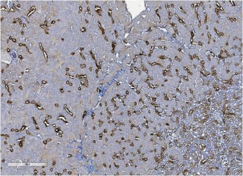 Uromodulin Antibody