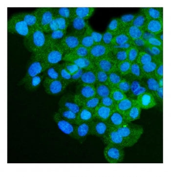 IGF2R Antibody / M6PR