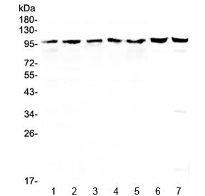TOP1 Antibody / Topoisomerase I