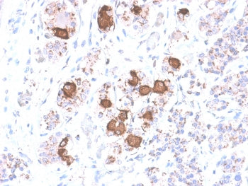 CLIP Antibody / ACTH