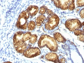 MUC6 Antibody / Gastric Mucin