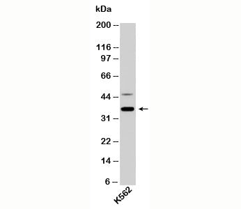 NIFK Antibody