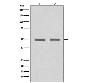 HDAC3 Antibody