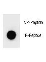 PARP Antibody (phospho-S41)