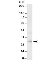 ERAB Antibody