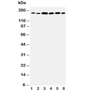 Laminin gamma 1 Antibody