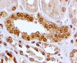 Aryl hydrocarbon receptor Antibody