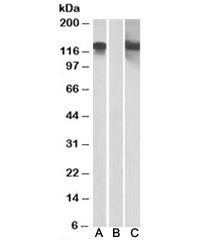 CDH11 Antibody