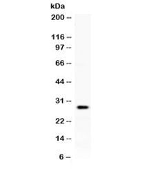 Western blot testing of human placenta lysate with KLK8 antibody at 0.5ug/ml. Expected molecular wei