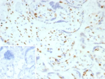 p57 Antibody / p57Kip2