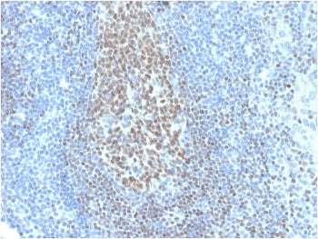 IHC testing of human tonsil with biotinylated PAX5 antibody. HIER: boil tissue sections in pH 9 10mM