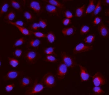 IF/ICC staining of FFPE human U-2 OS cells with GNB1 antibody (red) at 2ug/ml and DAPI nuclear stain