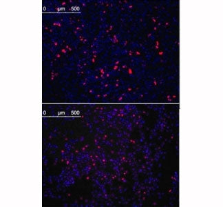 Immunofluorescence analysis with KLF4 antibody. HeLa cells transfected with pMX constructs of human