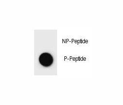 c-Kit Antibody (phospho-Y362)