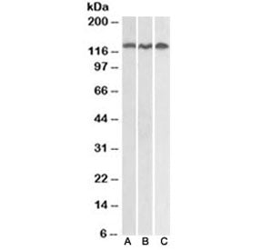 ADAM17 Antibody