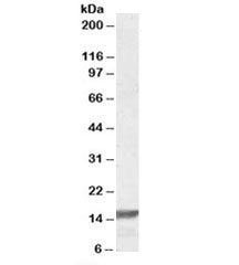 RPS19 Antibody