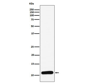 Platelet factor 4 / PF4 Antibody