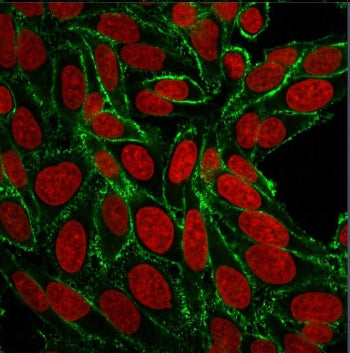 Immunofluorescent staining of human HeLa cells with HCAM antibody (clone 156-3C11, green) and Reddot