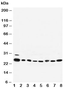 Rab5 Antibody