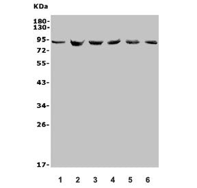 Western blot testing of 1) human U-87 MG, 2) rat PC-12, 3) rat RH35, 4) mouse HEPA1-6, 5) mouse NIH