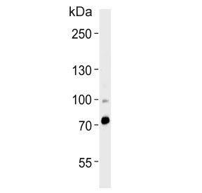 ZNF219 Antibody